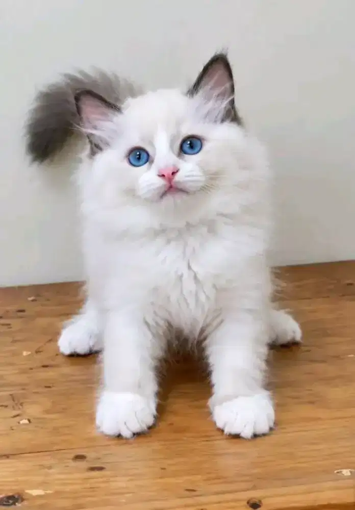 Ragdoll jantan 3 bulan