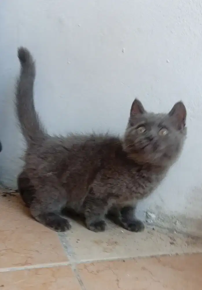Kitten British shorthair BSH jantan