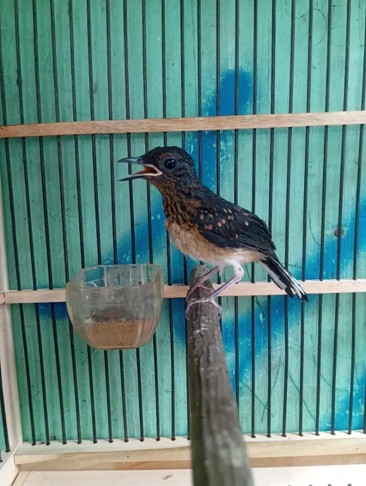 Murai Batu Medan Bahorok Jantan Kaki Hitam Rajin Bunyi Super Prospekan