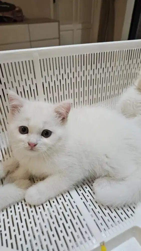 PURE BSH WHITE  2 month