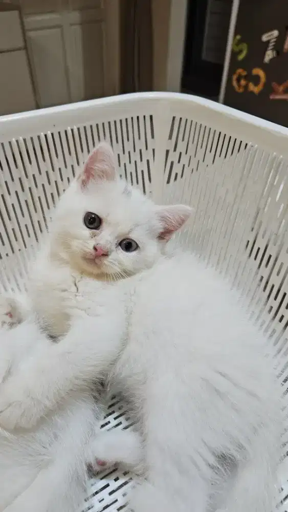 bsh white 2 month