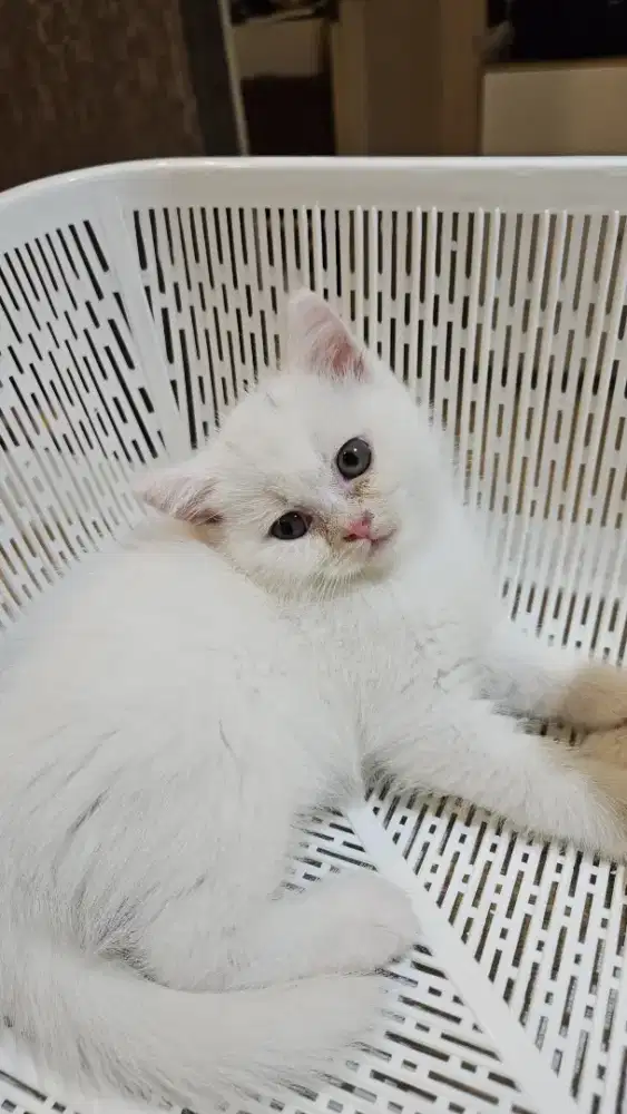 bsh white 2 month