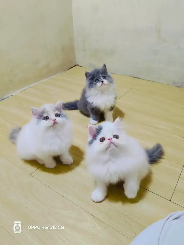 Persia peaknose & Flatnose