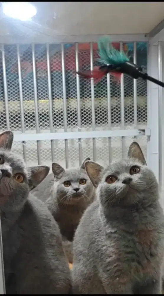 Kucing bsh british shoth hair