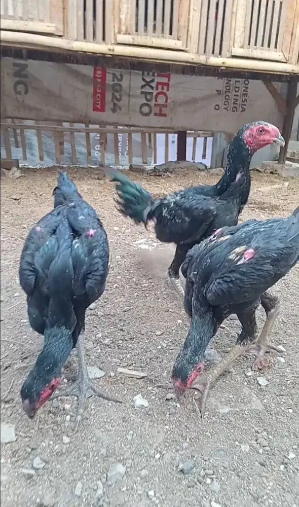 Ayam Bangkok Borongan