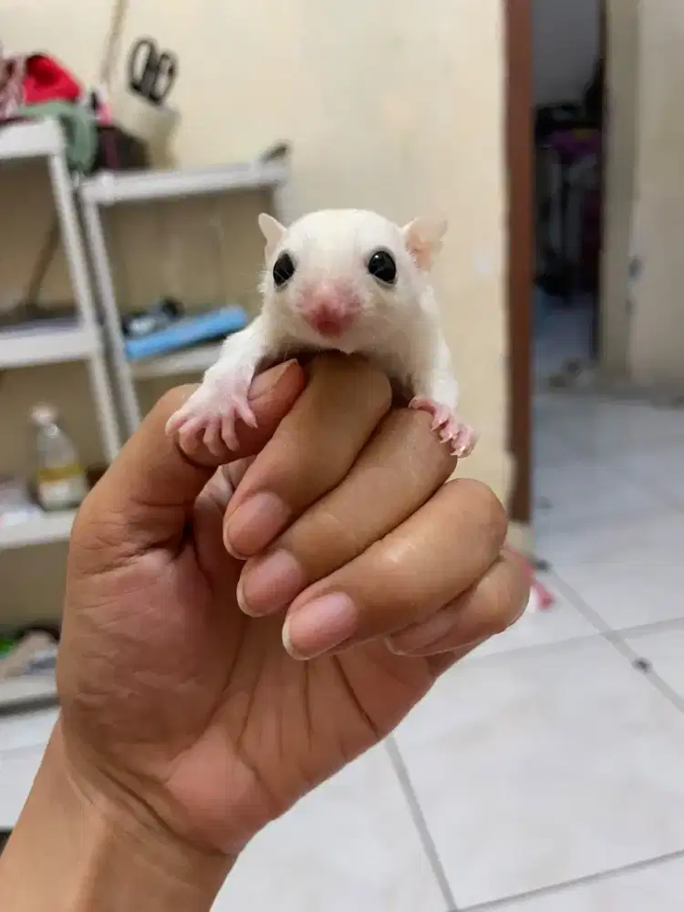 Sugar glider joey morph leucistic