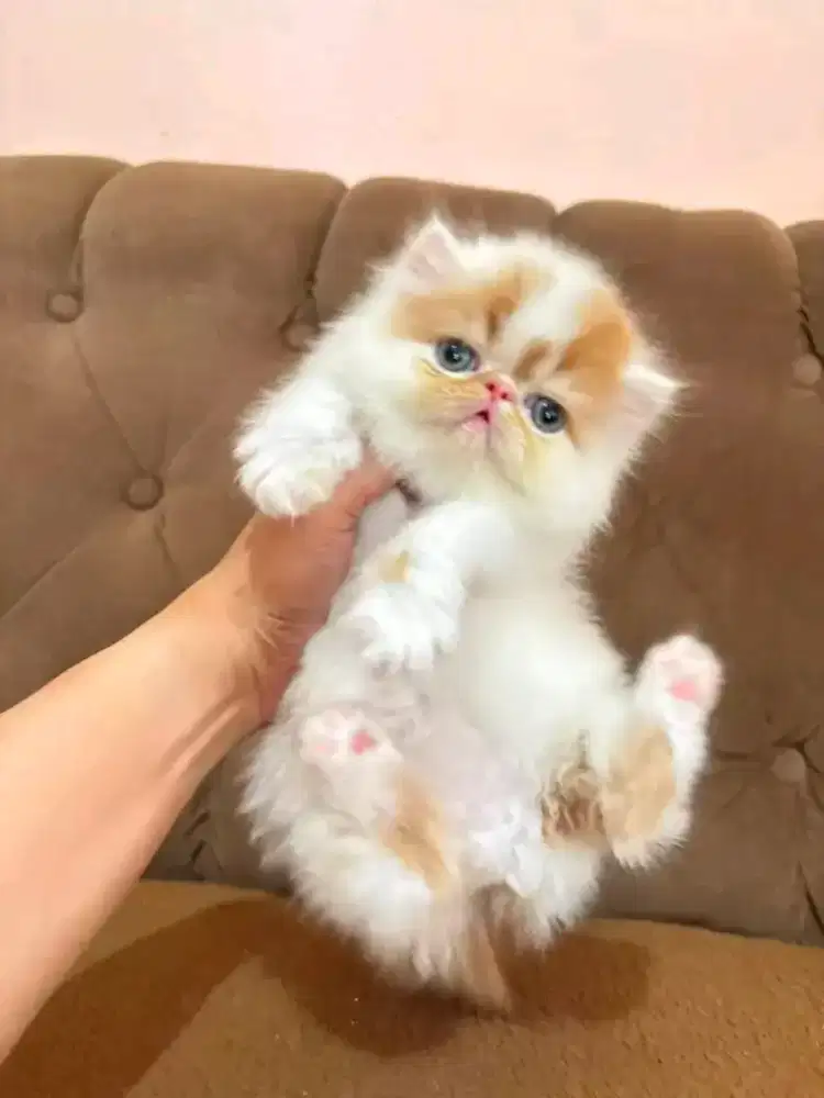 Kucing persia peaknose