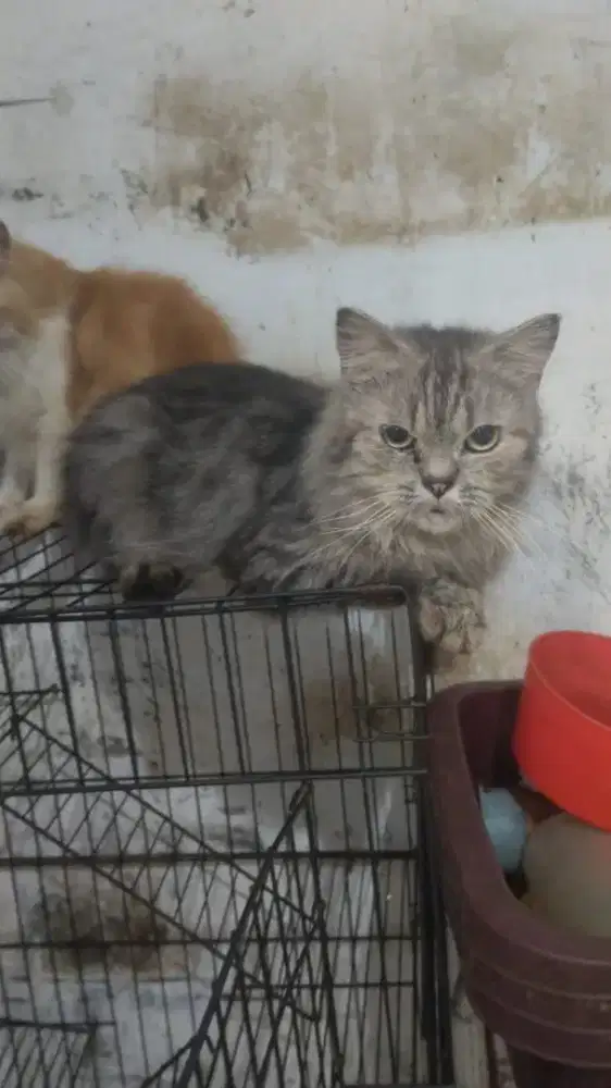Lepas adopsi persia