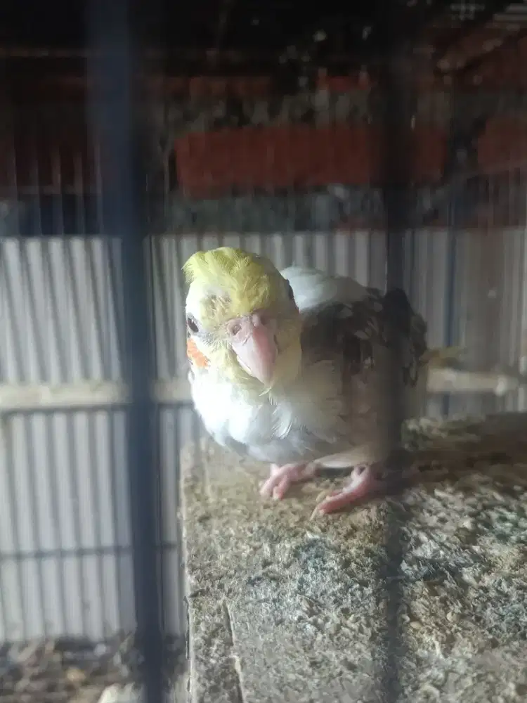 falk jantan jinak lalat