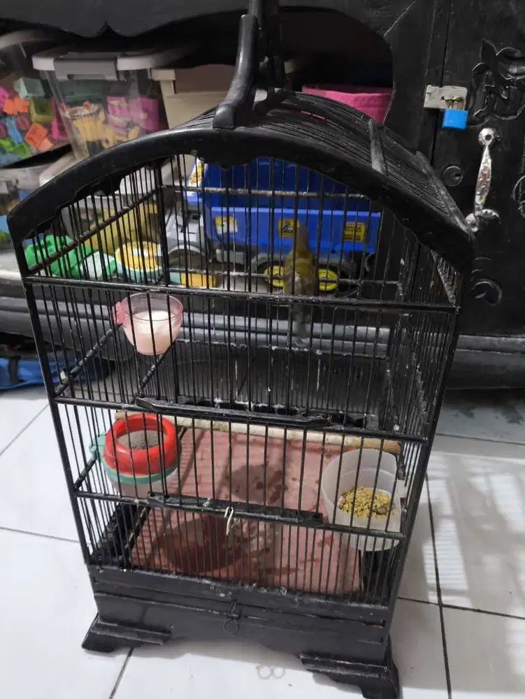 Burung masteran pamakan buah dan gula