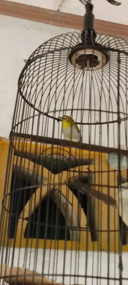 Jual burung kacamata ngacor
