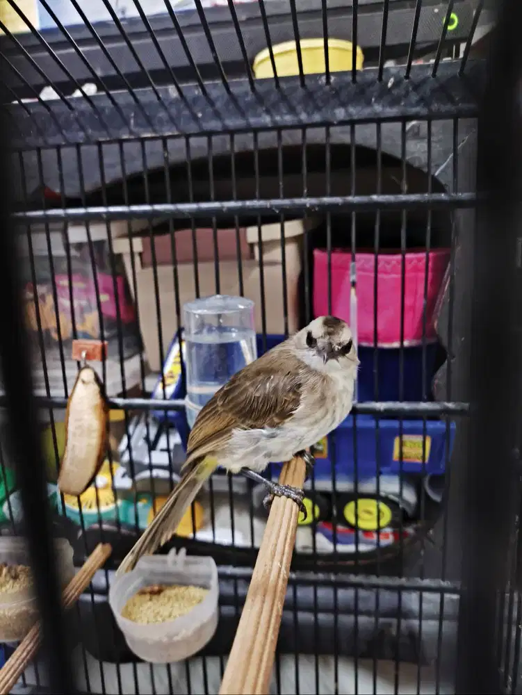 Burung trucukan Banyuwangi body big