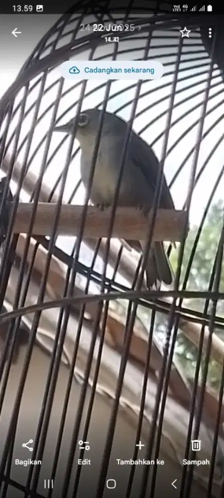 Jual burung kecil ngacor