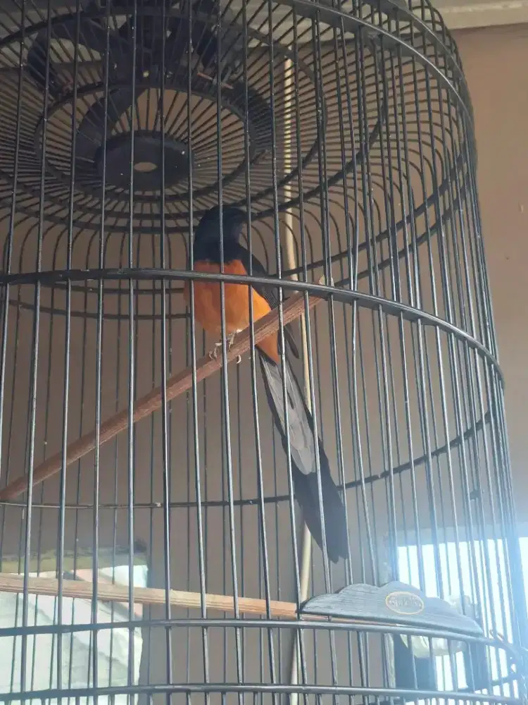 Burung Murai Batu Medan Gacor