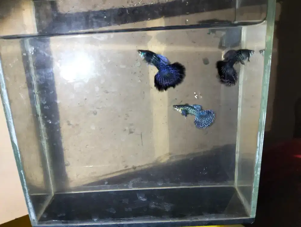 Guppy purple dragon