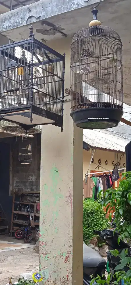 Kenari riwikan sm Cigun di BSD