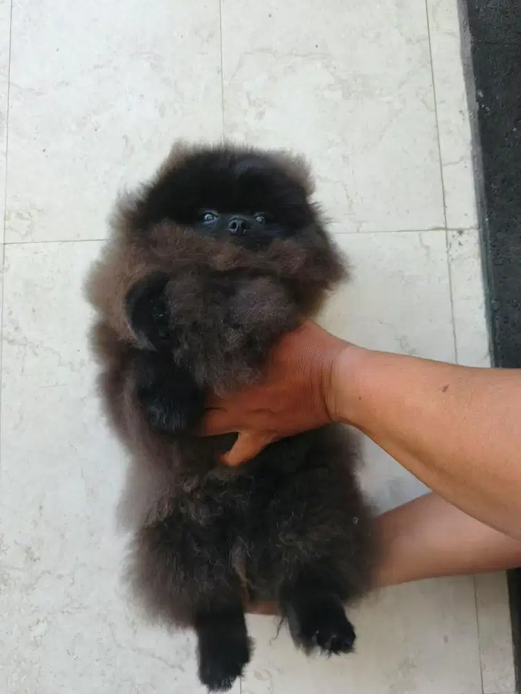 Pomeranian Male