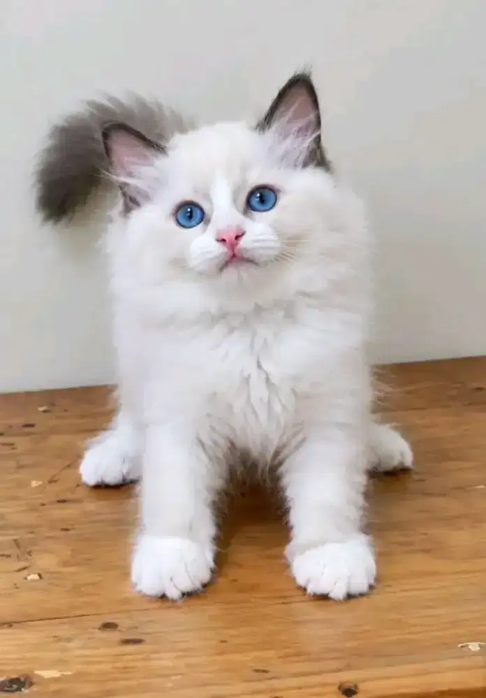 Ragdoll jantan kualitas