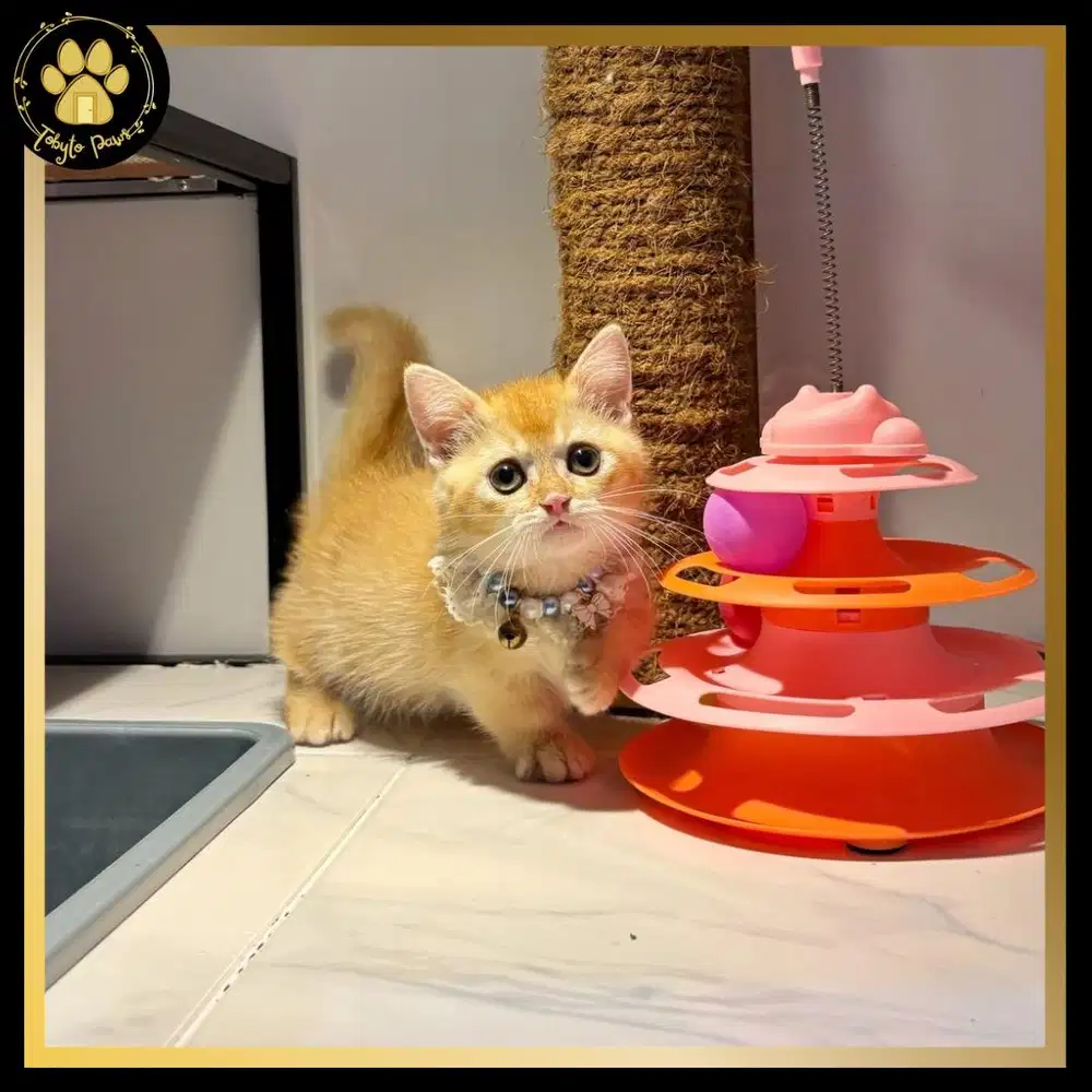 [PROMO] OPEN BOOKING MUNCHKIN BRITISH SHORTHAIR RED GOLDEN JANTAN