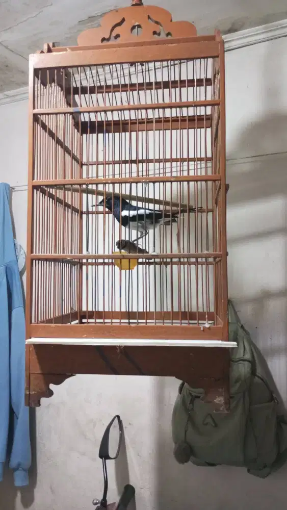 Burung Kacer full set
