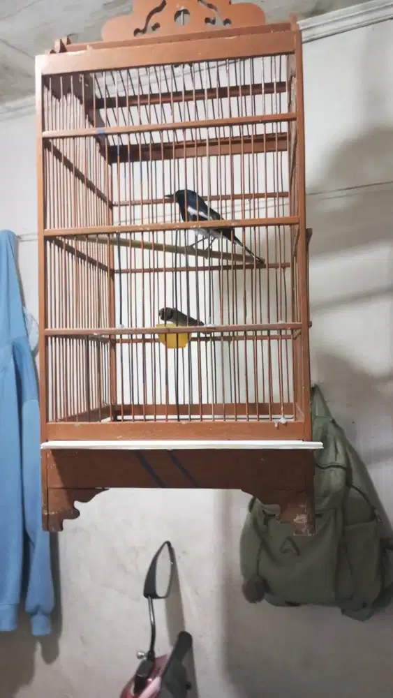 Burung Kacer full set