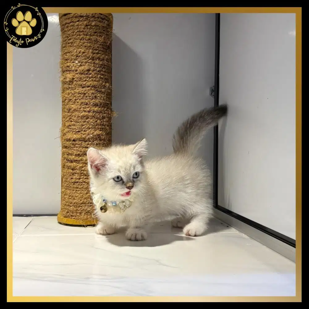 OPEN BOOKING MUNCHKIN JANTAN SHORTHAIR CEBOL