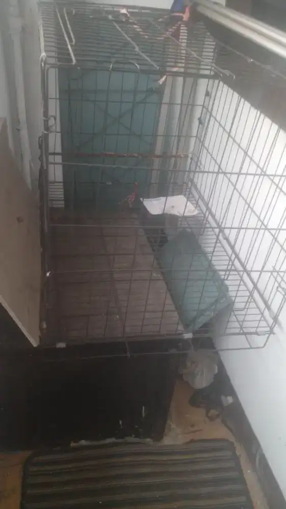Kandang anjing kucing