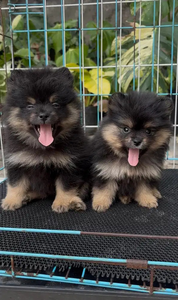 Minipom black n tan mini pom pomeranian