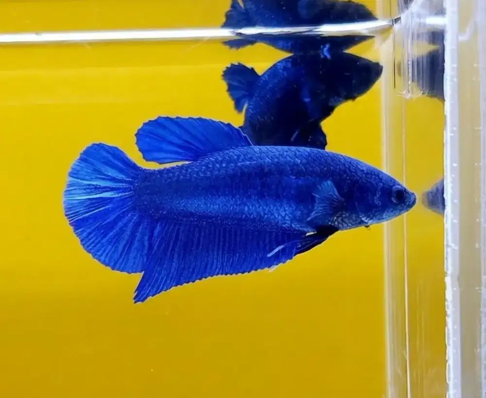ikan cupang giant biru betina