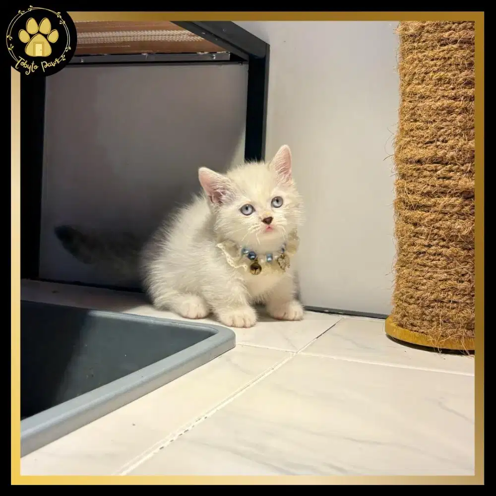 OPEN BOOKING KUCING KITTEN CEBOL MUNCHKIN SHORTHAIR JANTAN