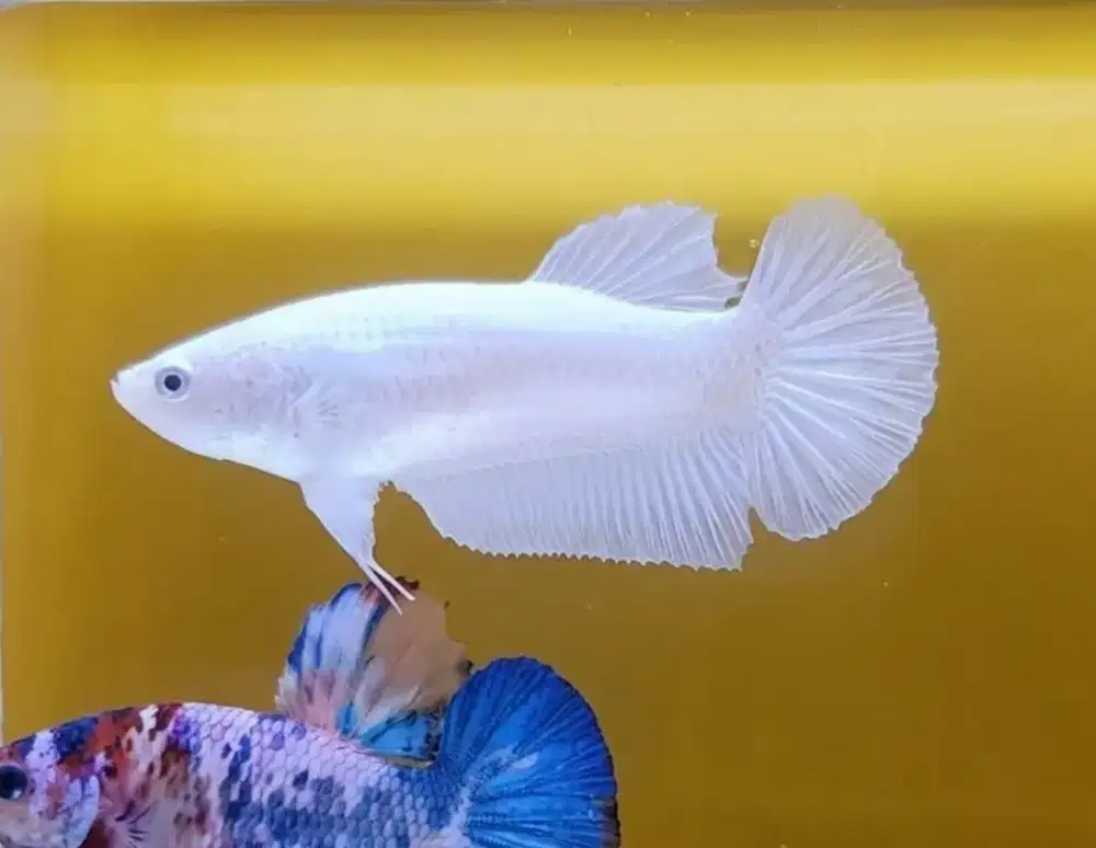 ikan cupang giant white betina