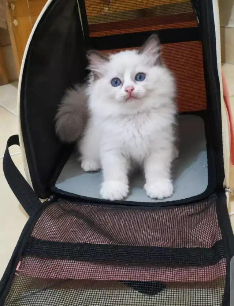 Ragdoll male 3 bulan line import