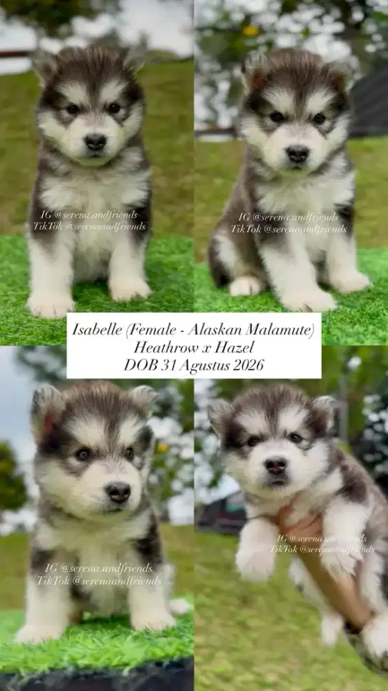 OPEN BOOKING HAZEL'S PUPPIES