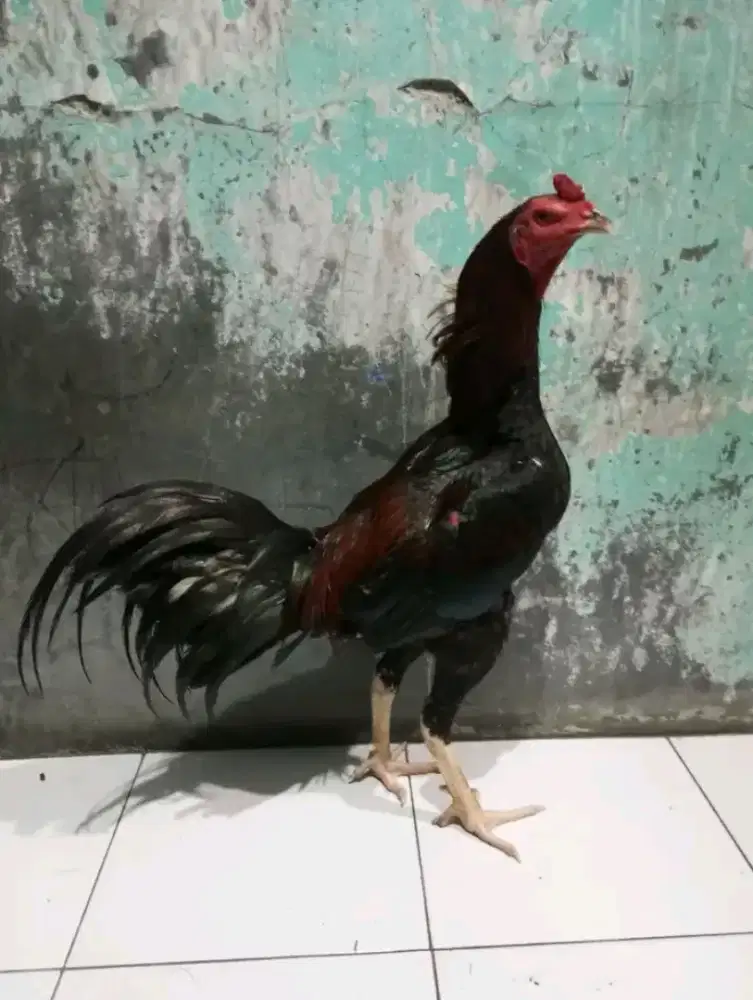 Bangkok pamangon