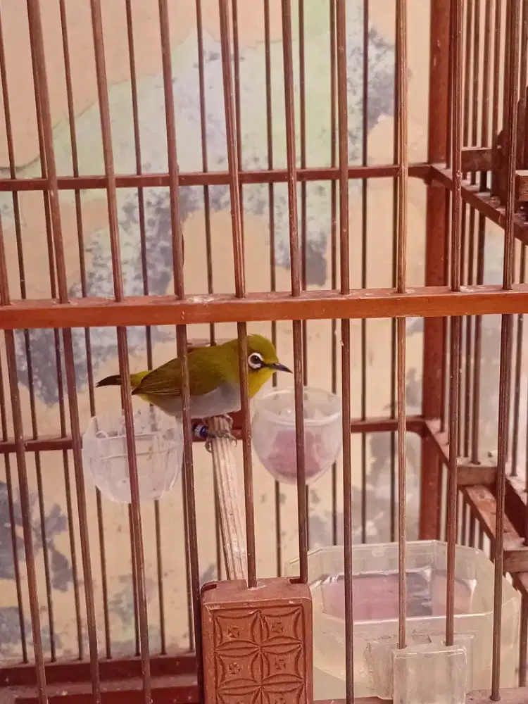 Burung kebon kecil