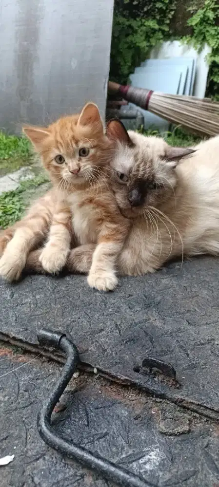 Adopt Kucing Anggora