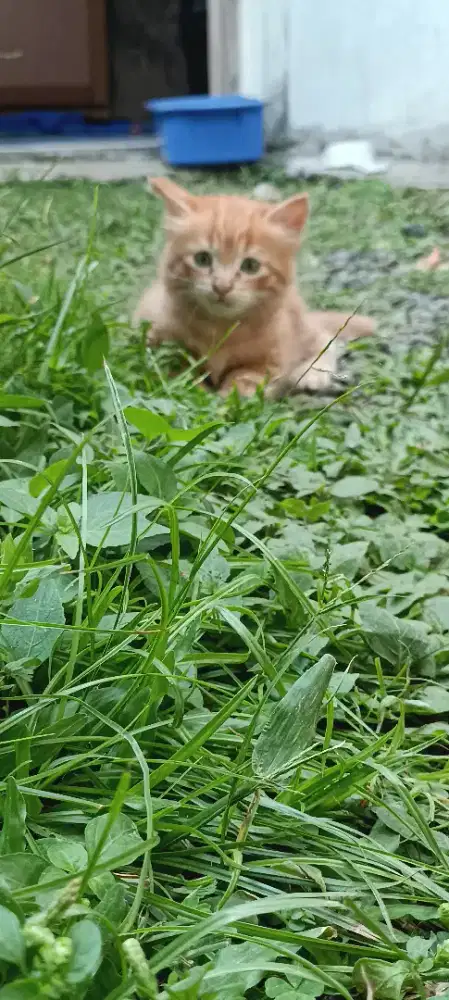 jual Kucing Anggora