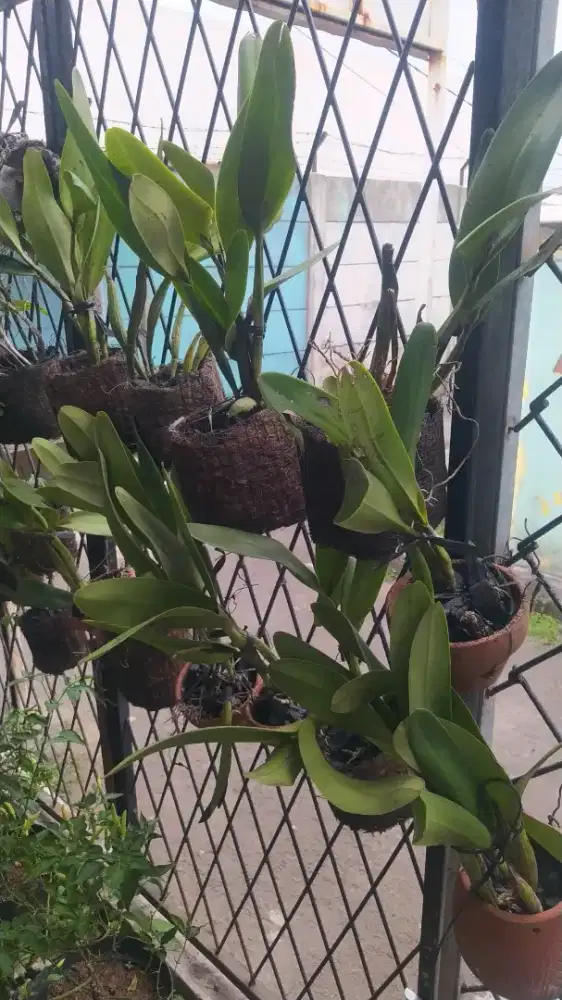 Anggrek cattleya mantini, dewasa