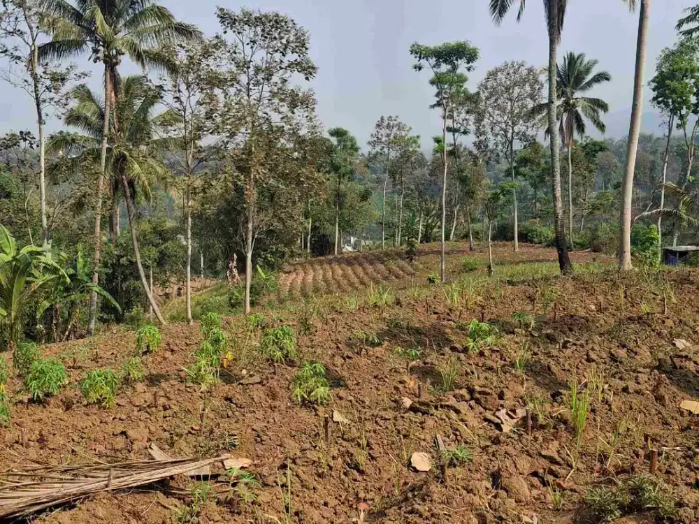 Jual Murah Tanah Kebun Singkong Di Malang