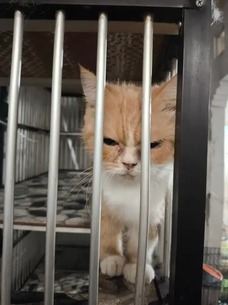 Munchkin shorthair flatnose