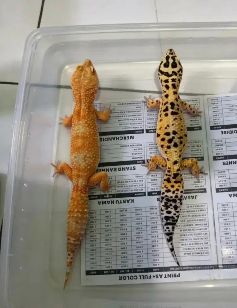 Leopard Gecko Super Giant