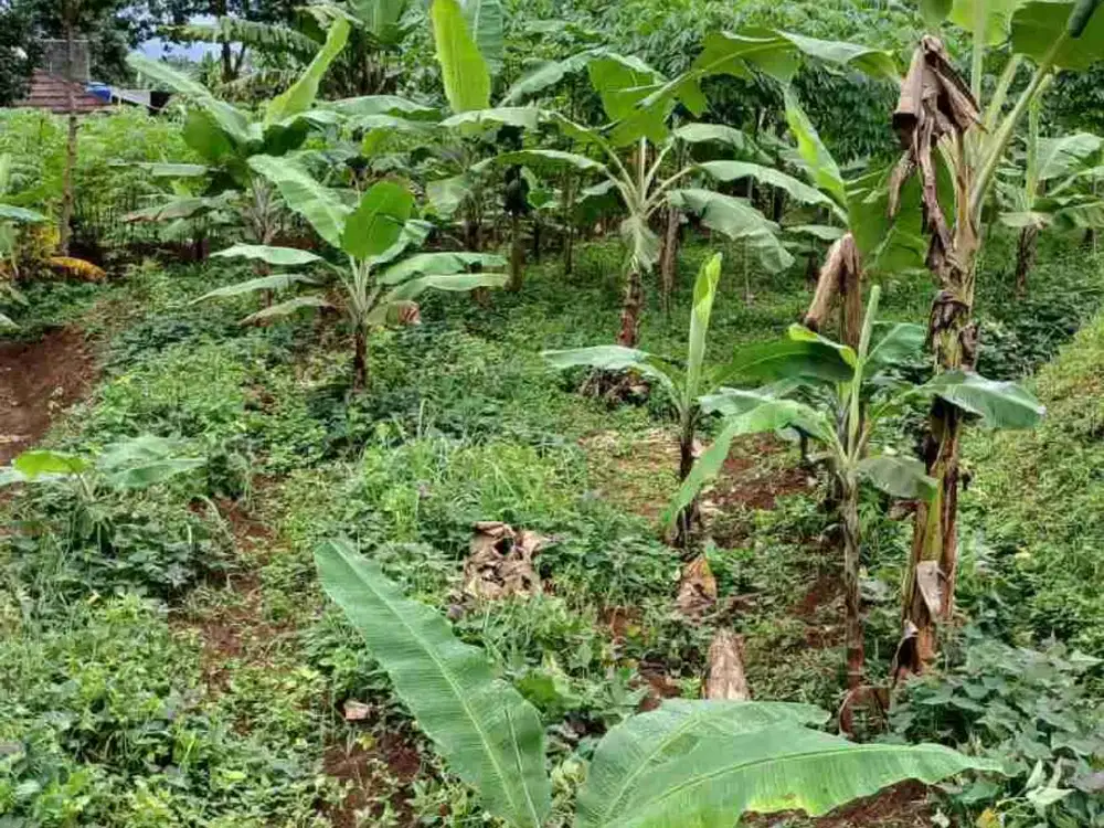di jual tanah kebun shm ada pohon durian di cigombong