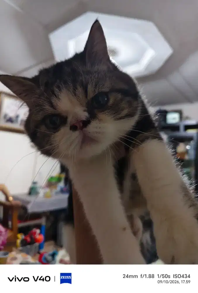 Dilepas adopsi kucing South air exotic.. Hidung pesek