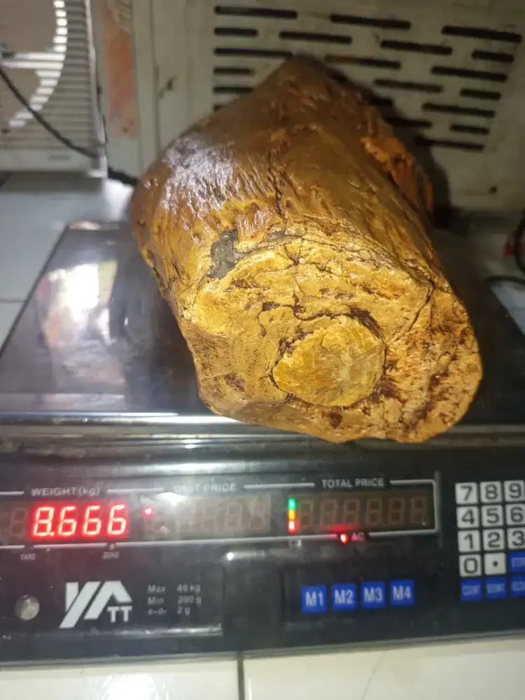 Fosil pohon beratnya 8.6 kg