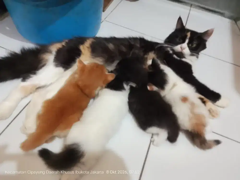 Dijual anakan Persia medium