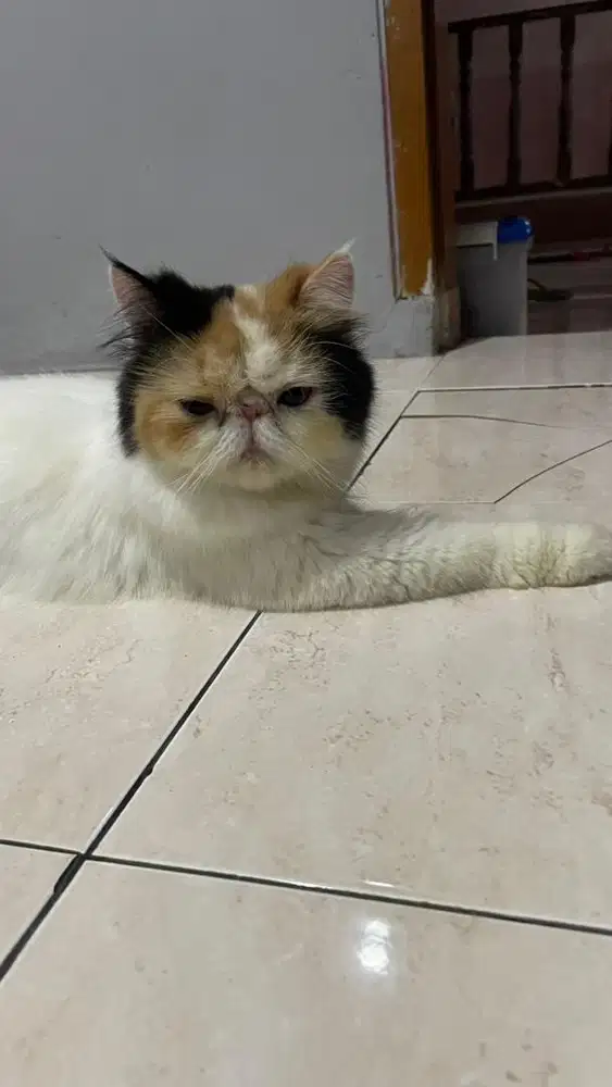 KUCING PERSIA PEAKNOSE CALICO