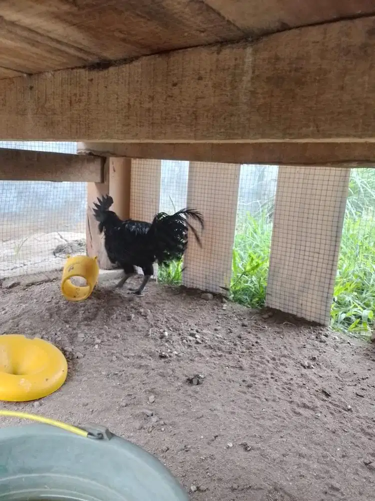 Di jual Ayam Cemani asli  100%