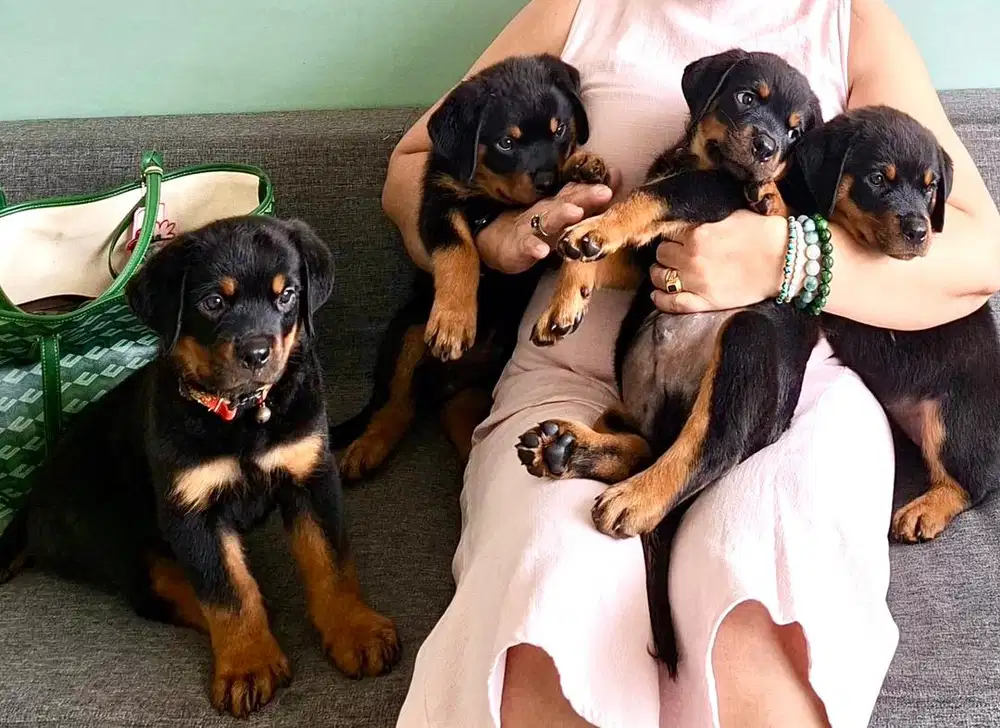 Anak Anjing Rottweilers