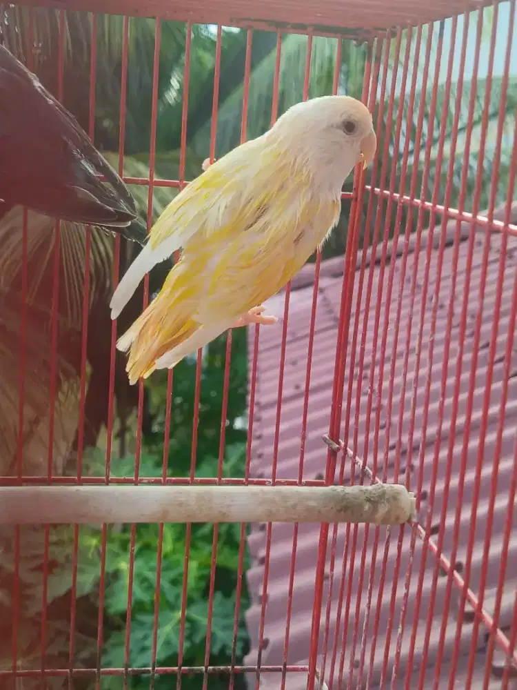 lovebird Nk satu ekor