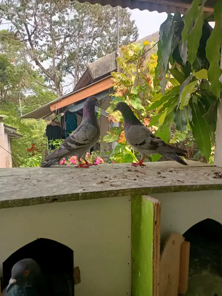 Burung dara sepasang